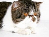 /album/fotogaleria-machos/whatsapp-image-2017-12-29-at-18-09-50-2-jpeg/